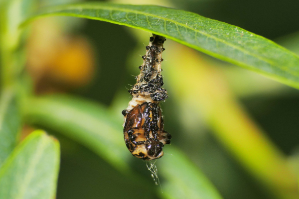 Skaliertes Bild Coleoptera, Chrysomelidae, Chrysomela vigintipunctata_2020_05_24--15-05-51.jpg 