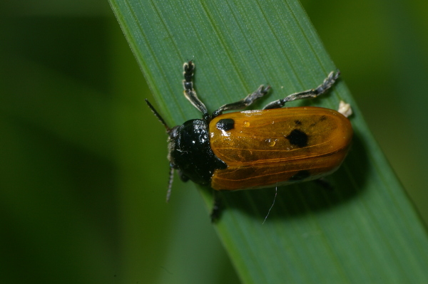 Skaliertes Bild Coleoptera, Chrysomelidae, Clytra quadripunctata_2006_05_30--11-38-01.jpg 