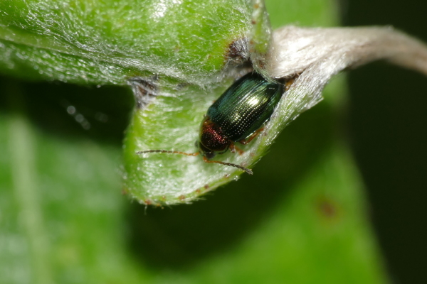 Skaliertes Bild Coleoptera, Chrysomelidae, Crepidodera aurata_2017_08_08--08-01-24.jpg 