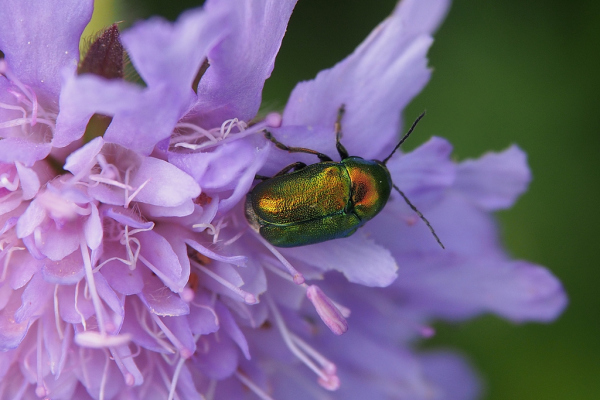 Skaliertes Bild Coleoptera, Chrysomelidae, Cryptocephalus sericeus_2019_05_31--09-22-36.jpg 