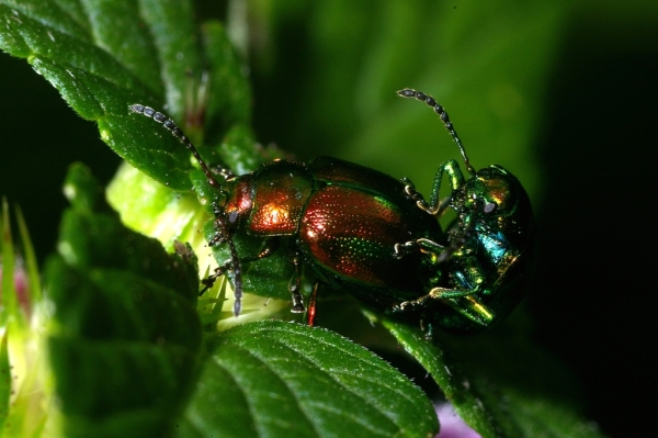 Skaliertes Bild Coleoptera, Chrysomelidae, Dlochryses fastuosa, Paarung_2006_08_08--16-58-04.jpg 