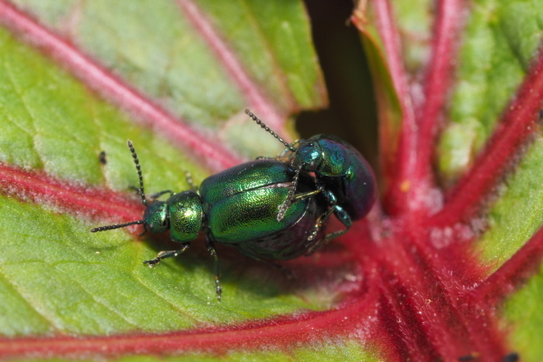 Skaliertes Bild Coleoptera, Chrysomelidae, Gastrophysa viridula, Gruener Sauerampferkaefer_2018_06_08--07-11-43.jpg 