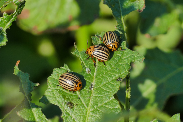 Skaliertes Bild Coleoptera, Chrysomelidae, Leptinotarsa decemlineata,, Kartoffelkaefer, Frassspuren_2019_07_17--09-39-28.jpg 