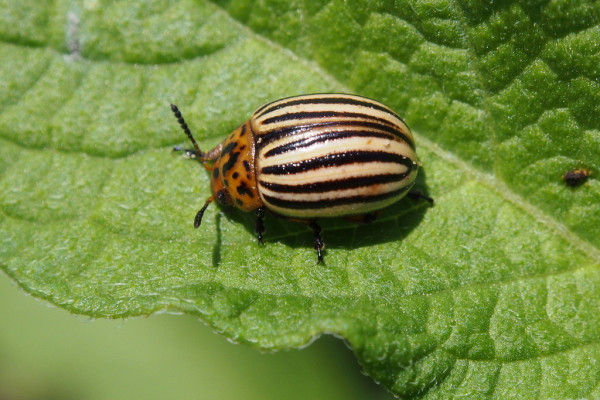 Skaliertes Bild Coleoptera, Chrysomelidae, Leptinotarsa decemlineata,, Kartoffelkaefer_2016_07_03--15-26-19.jpg 