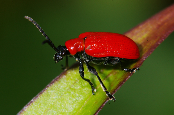 Skaliertes Bild Coleoptera, Chrysomelidae, Lilioceris lilii, Lilienhaehnchen_2008_06_14--11-33-15.jpg 