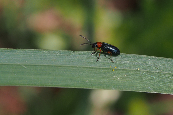 Skaliertes Bild Coleoptera, Chrysomelidae, Oulema melanopus, Getreidehaehnchen_2019_04_24--11-21-35.jpg 
