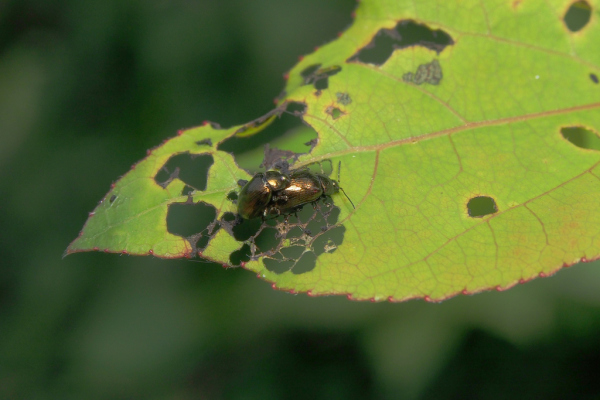 Skaliertes Bild Coleoptera, Chrysomelidae, Phratora vitellinae, Kleiner Weidenblattkaefer_2018_09_04--12-04-47.jpg 