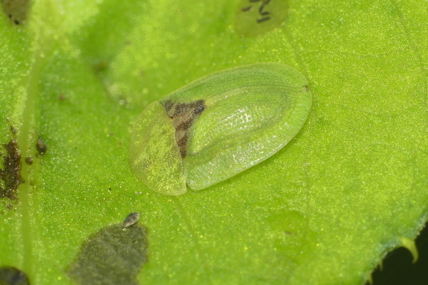 Skaliertes Bild Coleoptera, Chrysomelidae. Cassida denticollis_2020_08_23--11-19-10.jpg 