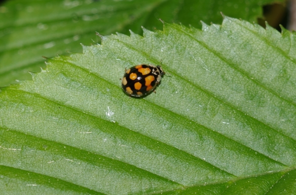 Skaliertes Bild Coleoptera, Coccinellidae, Adalia decempunctata_2014_04_26--13-38-31.jpg 