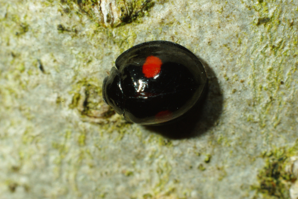 Skaliertes Bild Coleoptera, Coccinellidae, Chilocorus renipustulatus_2009_04_06--14-53-25.jpg 