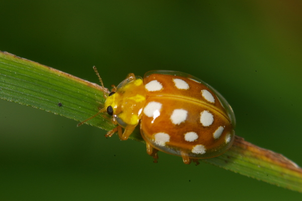 Skaliertes Bild Coleoptera, Coccinellidae, Halyzia sedecimguttata_2007_09_15--13-14-59.jpg 