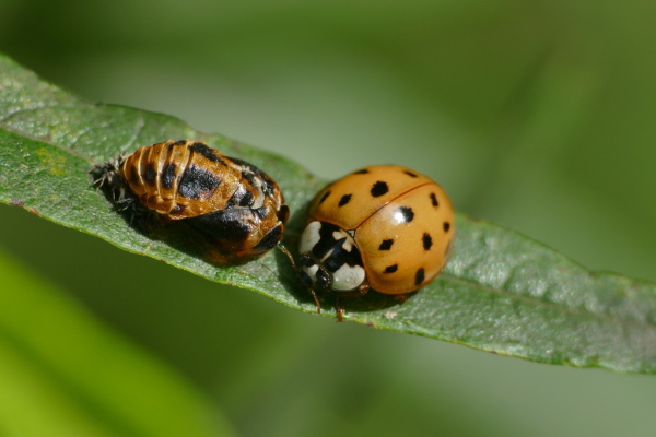 Skaliertes Bild Coleoptera, Coccinellidae, Harmonia axyridis, Asiatischer Marienkaefer, neben Puppe_2020_06_21--09-04-51.jpg 