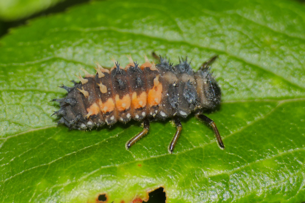 Skaliertes Bild Coleoptera, Coccinellidae, Larve_2020_05_24--15-13-50.jpg 