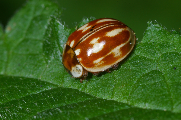 Skaliertes Bild Coleoptera, Coccinellidae, Myzia oblongoguttata_2008_05_23--12-22-09.jpg 