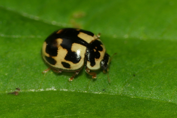 Skaliertes Bild Coleoptera, Coccinellidae, Propylea quatuordecimpunctata_2020_08_11--10-32-26.jpg 