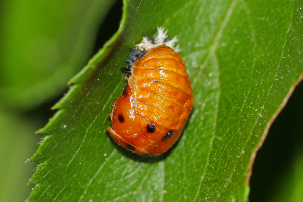 Skaliertes Bild Coleoptera, Coccinellidae, Puppe_2020_05_27--08-54-26.jpg 