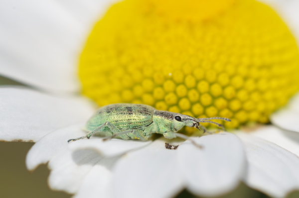 Skaliertes Bild Coleoptera, Curculionidae,  Chlorophanus viridis_2014_05_31--11-23-39.jpg 
