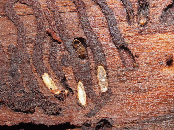 Skaliertes Bild Coleoptera, Curculionidae, Borkenkaefer_2019_04_13--11-24-57.jpg 