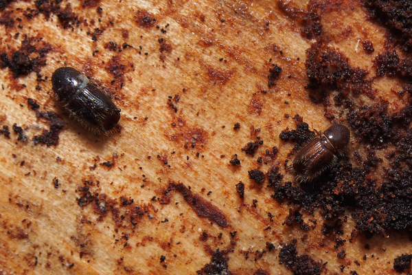 Skaliertes Bild Coleoptera, Curculionidae, Borkenkaefer_2019_04_13--11-28-26.jpg 