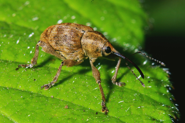 Skaliertes Bild Coleoptera, Curculionidae, Curculio venosus_2005_06_24--09-25-53.jpg 