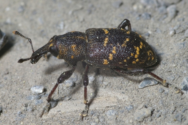 Skaliertes Bild Coleoptera, Curculionidae, Hylobius abietis_2006_05_12--09-59-43.jpg 