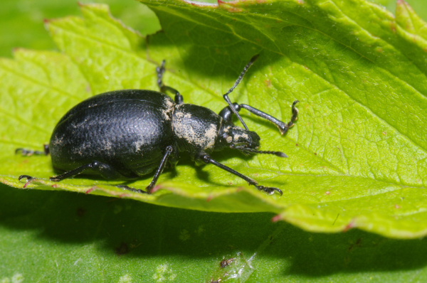 Skaliertes Bild Coleoptera, Curculionidae, Hylobius_2011_06_20--10-31-18.jpg 