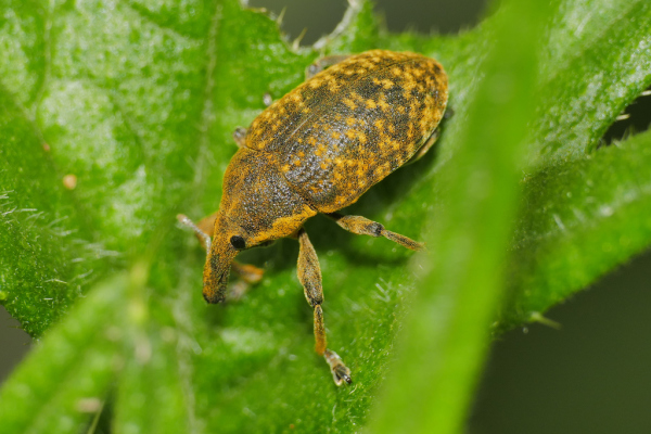 Skaliertes Bild Coleoptera, Curculionidae, Larinus sturdus, Grosser Distelruessler_2020_06_08--10-42-38.jpg 