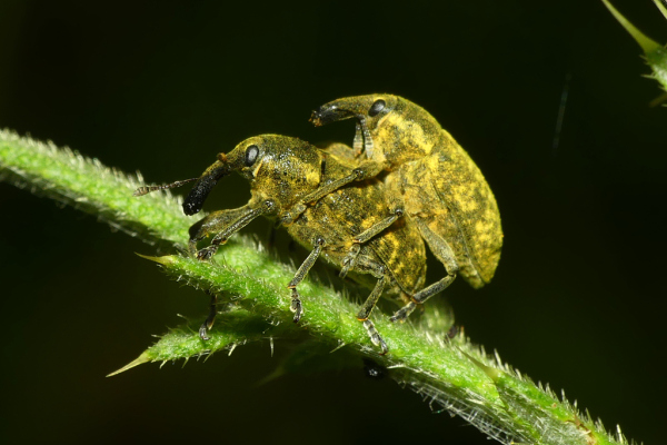 Skaliertes Bild Coleoptera, Curculionidae, Larinus sturnus, Paarung_2022_06_13--08-56-35.jpg 