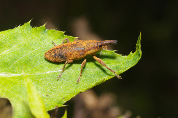 Skaliertes Bild Coleoptera, Curculionidae, Lixus bardanae_2011_08_20--08-43-38.jpg 