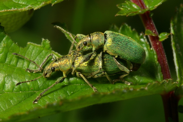 Skaliertes Bild Coleoptera, Curculionidae, Phyllobius arborator, Paarung_2007_05_14--09-58-22.jpg 