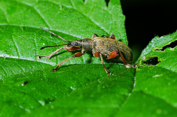Skaliertes Bild Coleoptera, Curculionidae, Phyllobius urticae_2006_06_03--08-56-21.jpg 