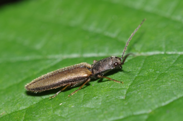 Skaliertes Bild Coleoptera, Elateridae, Agriotes ustulatus_2014_07_07--09-39-06.jpg 