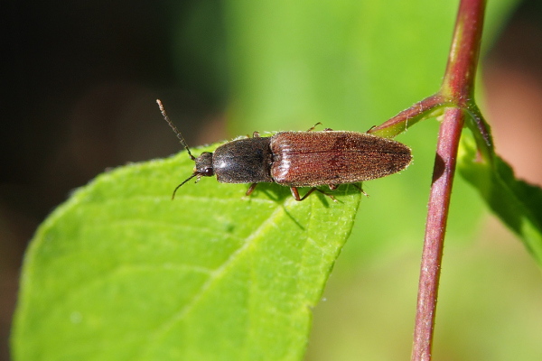 Skaliertes Bild Coleoptera, Elateridae, Agriotes_2019_06_01--09-36-19.jpg 
