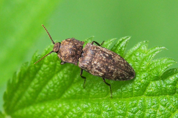 Skaliertes Bild Coleoptera, Elateridae, Agrypnus murina_2019_05_19--15-25-56.jpg 