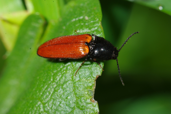 Skaliertes Bild Coleoptera, Elateridae, Ampedus rufipennis_2010_05_21--13-42-42.jpg 