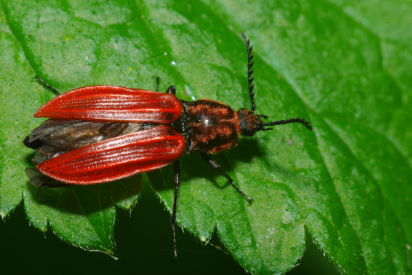 Skaliertes Bild Coleoptera, Elateridae, Anostirus purpureus, Abflug_2010_06_06--10-16-27.jpg 