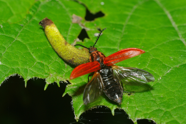 Skaliertes Bild Coleoptera, Elateridae, Anostirus purpureus, Abflug_2010_06_06--10-19-13.jpg 