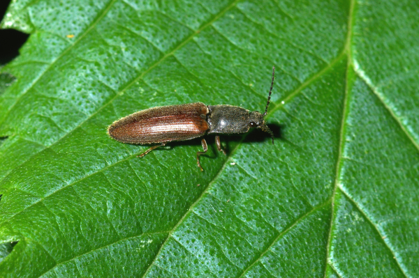 Skaliertes Bild Coleoptera, Elateridae, Athous bicolor_2005_05_27--09-11-17.jpg 