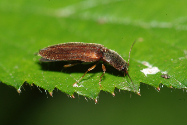 Skaliertes Bild Coleoptera, Elateridae, Athous subfuscus_2009_06_27--15-08-19.jpg 