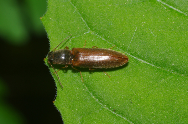 Skaliertes Bild Coleoptera, Elateridae, Athous subfuscus_2011_05_09--11-03-00.jpg 