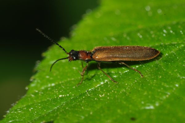Skaliertes Bild Coleoptera, Elateridae, Denticollis rubens_2009_06_01--10-20-21.jpg 