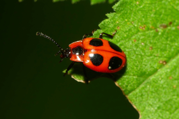 Skaliertes Bild Coleoptera, Endomychinae, Endomychus coccineus_2022_08_20--10-32-08.jpg 