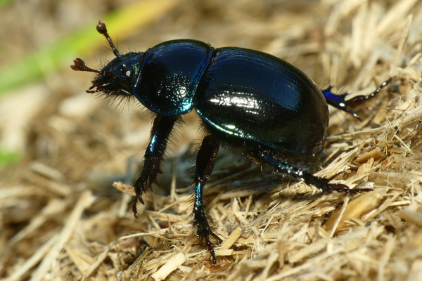 Skaliertes Bild Coleoptera, Geotrupidae, Geotrupes stercorarius, Gemeiner Mistkaefer_2022_08_22--16-40-09.jpg 