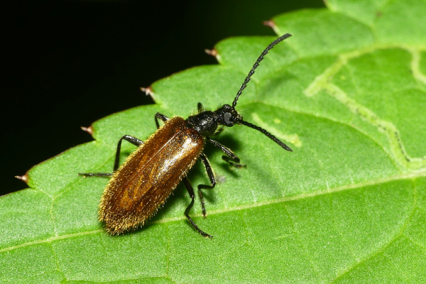 Skaliertes Bild Coleoptera, Lagriidae, Lagria hirta_2022_07_27--09-03-08.jpg 