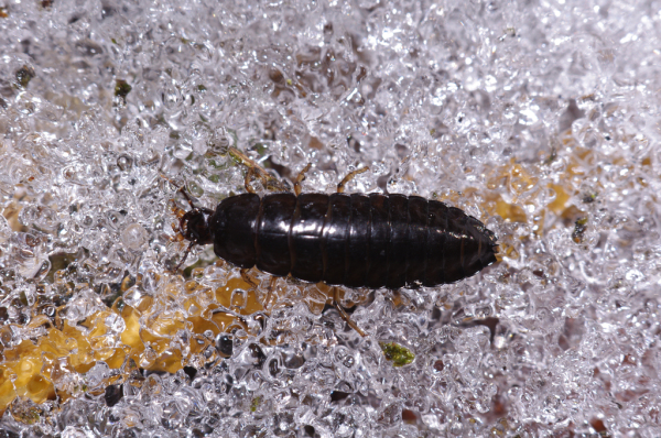 Skaliertes Bild Coleoptera, Larve_2012_03_03--11-08-25.jpg 