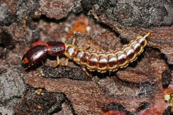 Skaliertes Bild Coleoptera, Larve_2020_03_08--13-27-42.jpg 