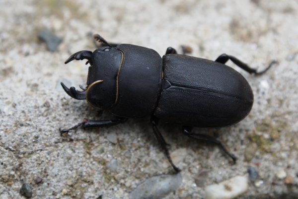 Skaliertes Bild Coleoptera, Lucanidae, Dorcus parallelipipedus, Balkenschroeter_2016_06_09--14-47-09.jpg 