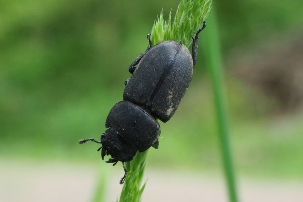 Skaliertes Bild Coleoptera, Lucanidae, Dorcus parallelipipedus_2023_05_13--10-30-23.jpg 