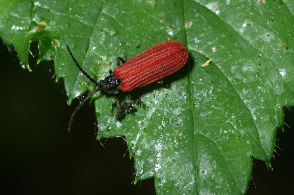 Skaliertes Bild Coleoptera, Lycidae, Pyropterus nigroruber_2006_07_12--08-32-50.jpg 