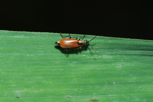Skaliertes Bild Coleoptera, Malachiidae, Anthocomus coccineus_2013_08_16--09-23-41.jpg 